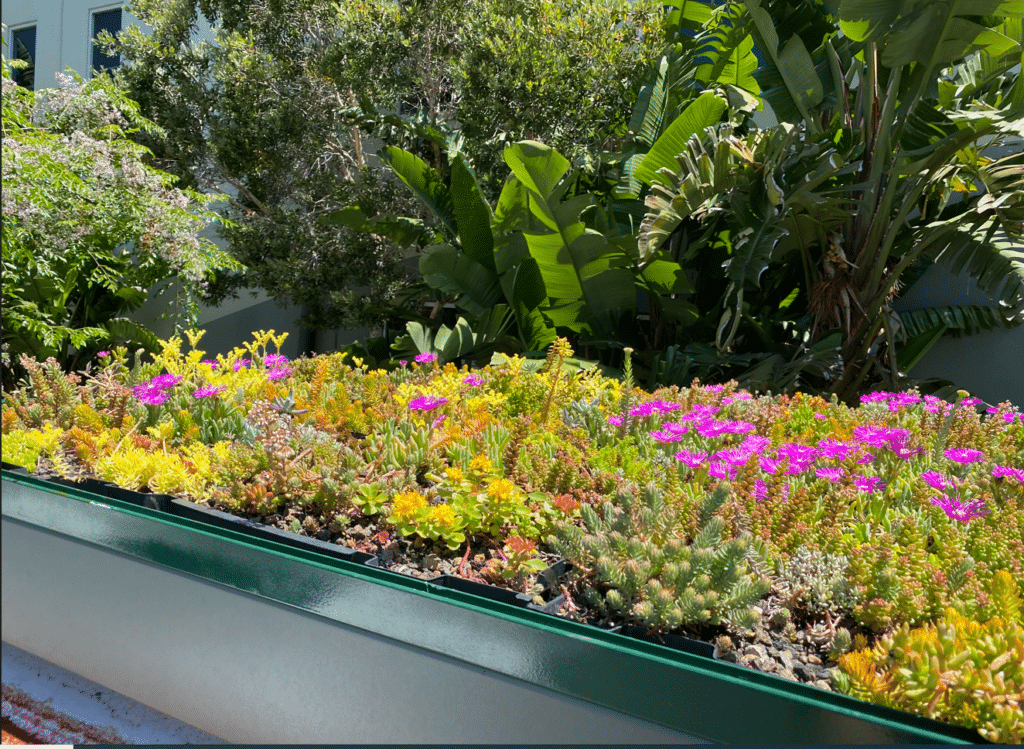 Green roof bus shelter Melbourne