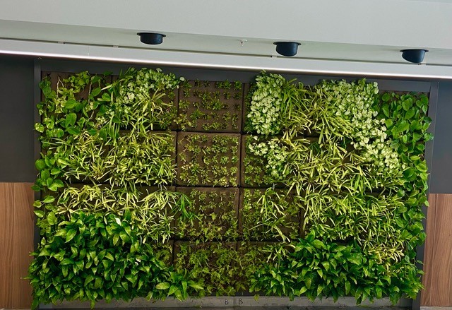 indoor green wall
