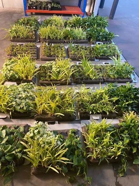 indoor green wall