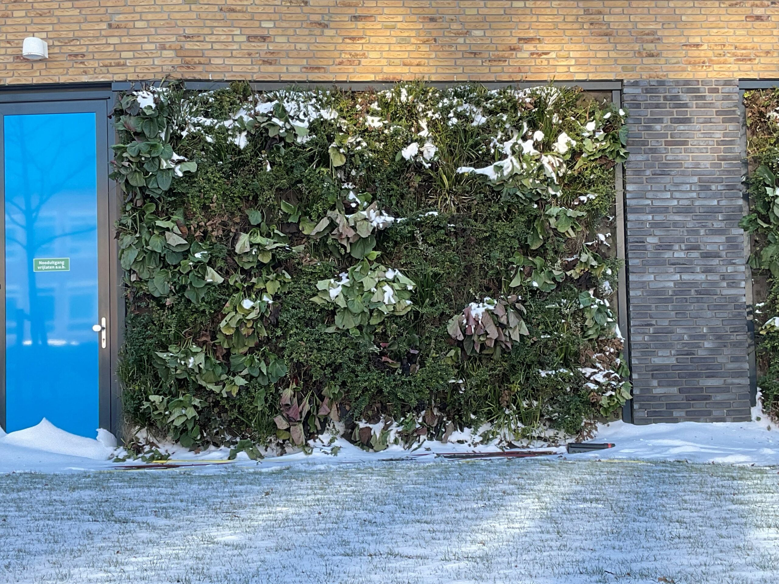 Living Wall in winter