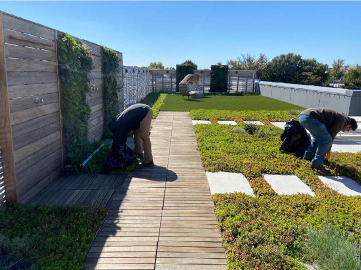 How to turn your green roof into a lush green roof again?