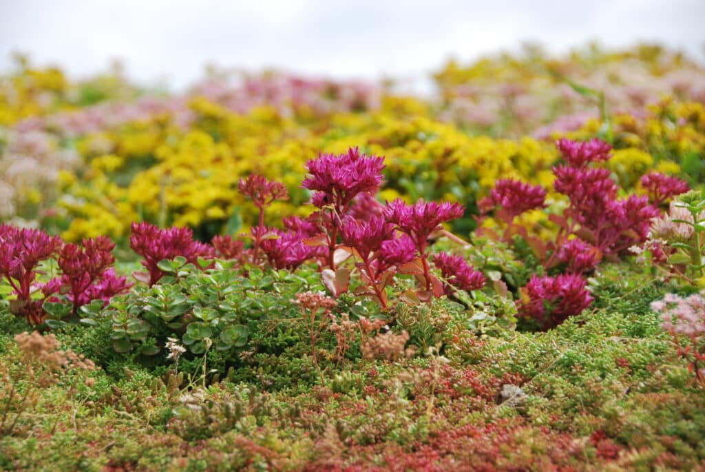 Storm water management and green roofs