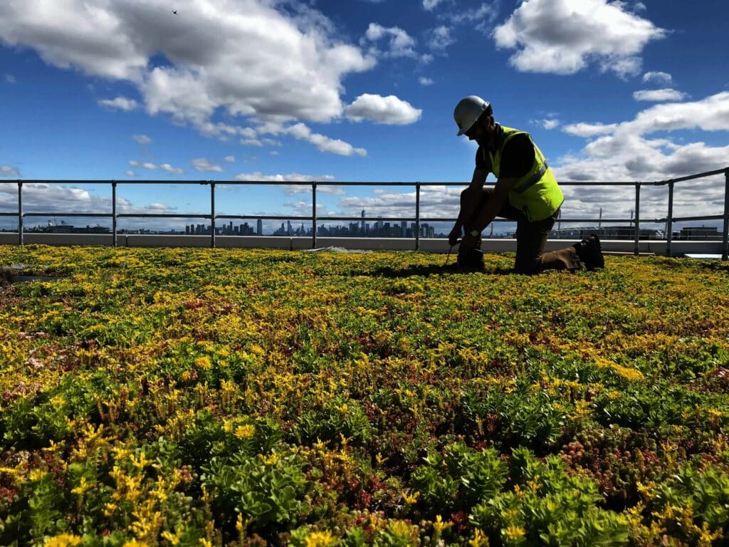 Green roof remediation