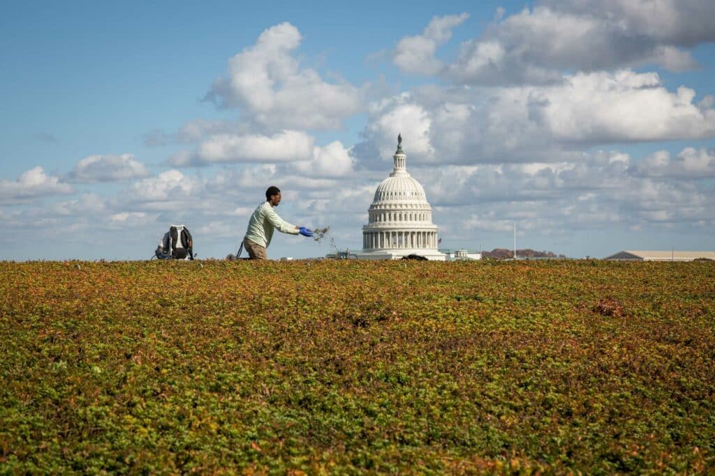 Green roof remediation