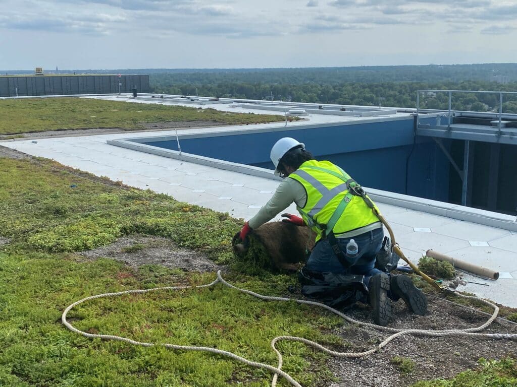 Green roof systems