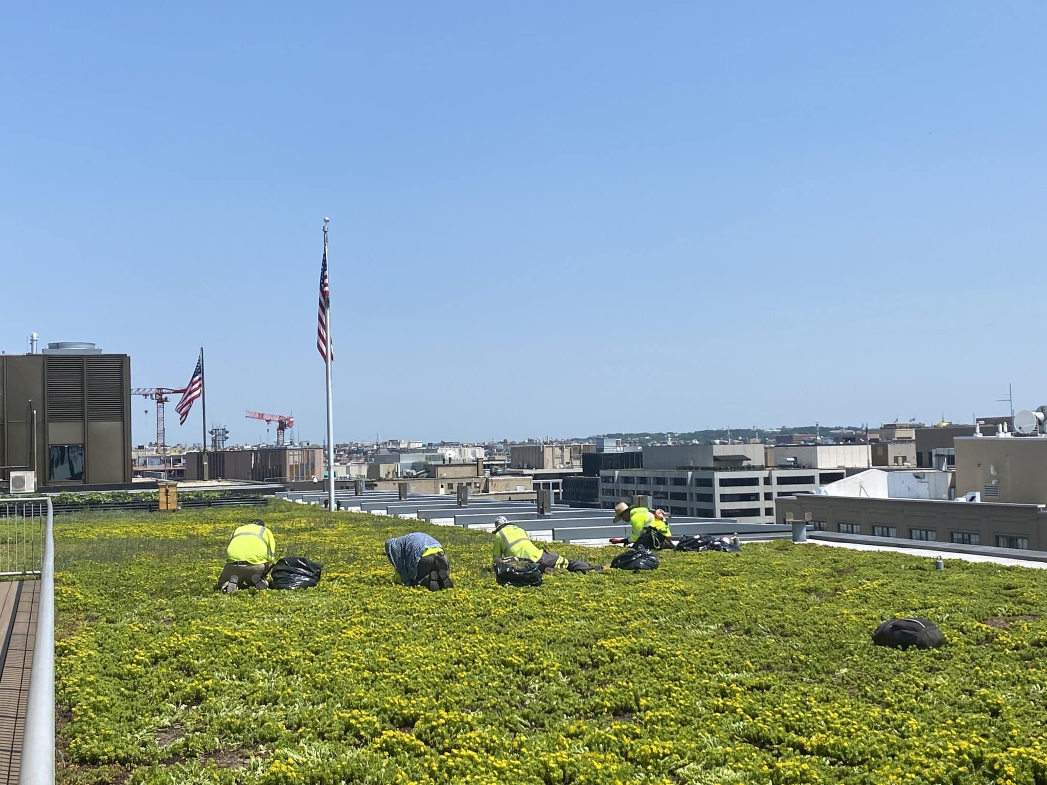 Picture of Green roof systems: A solution for Urban Environments - Sempergreen USA