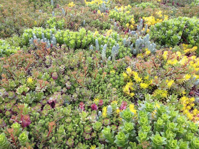 The four seasons of Sedum – What to expect from your green roof year-round