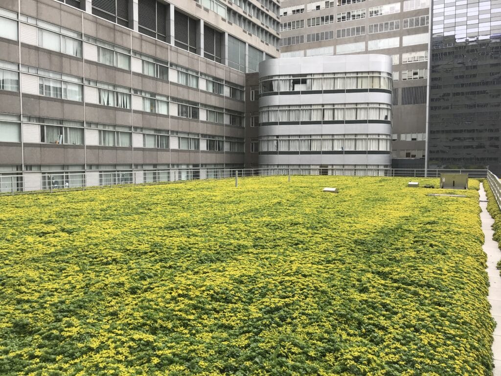 Green roof NYC